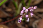 Ledebouria sandersonii