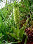 Eucomis autumnalis