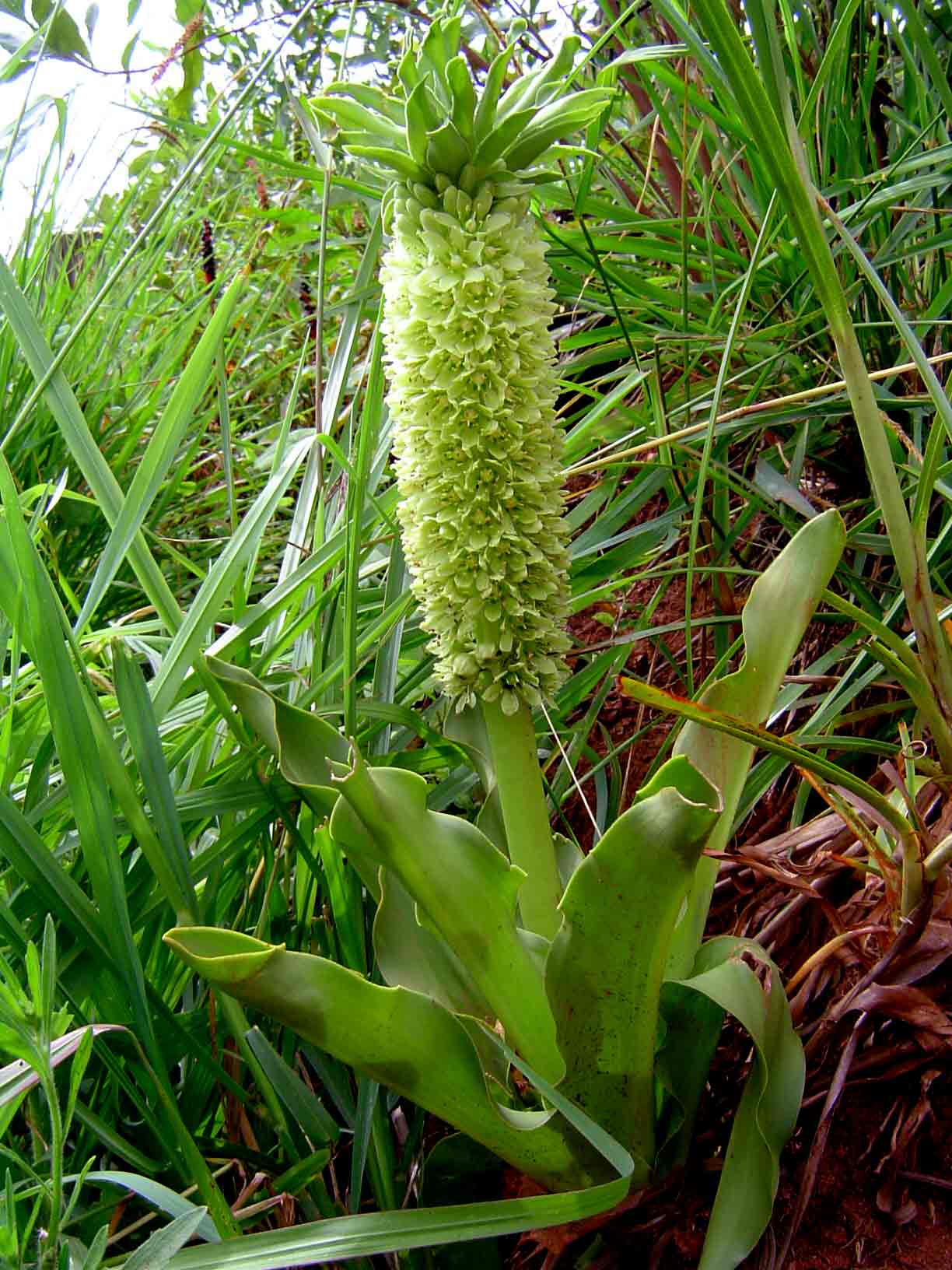 Eucomis autumnalis