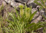 Eucomis autumnalis