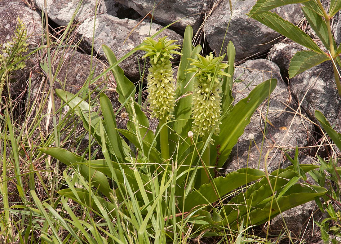 Eucomis autumnalis