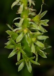 Eucomis autumnalis