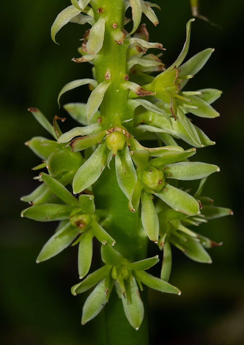 Eucomis autumnalis