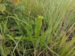 Eucomis autumnalis