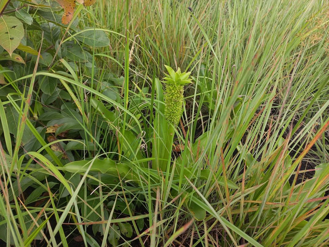 Eucomis autumnalis