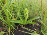 Eucomis autumnalis