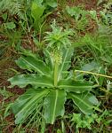 Eucomis autumnalis