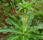 Eucomis autumnalis