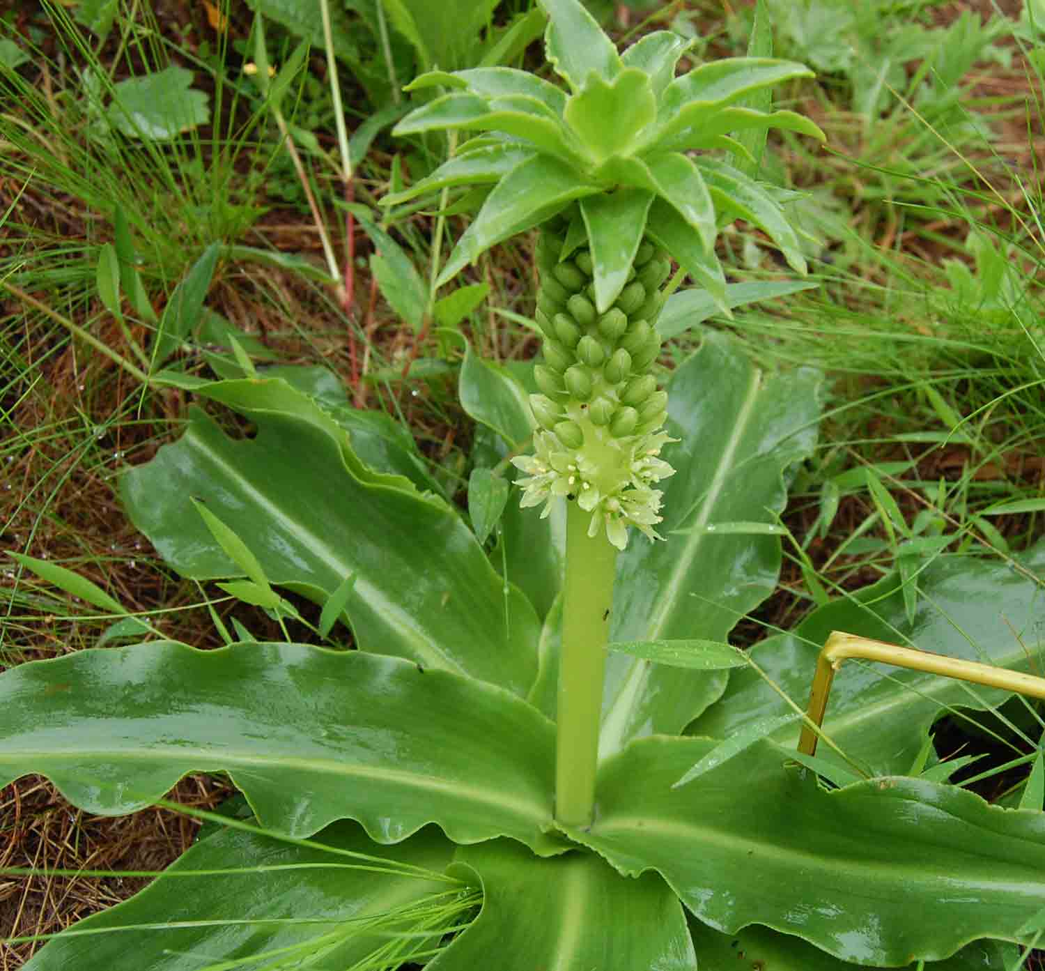 Eucomis autumnalis