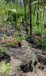 Ornithogalum tenuifolium subsp. tenuifolium