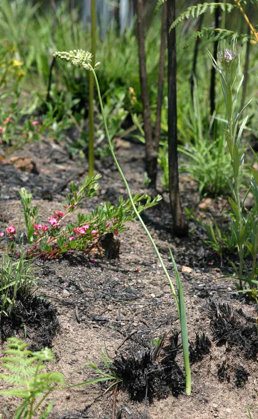Ornithogalum tenuifolium subsp. tenuifolium