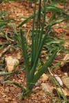 Ornithogalum tenuifolium subsp. tenuifolium