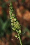Ornithogalum tenuifolium subsp. tenuifolium