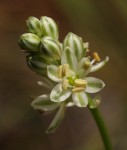 Ornithogalum tenuifolium subsp. tenuifolium