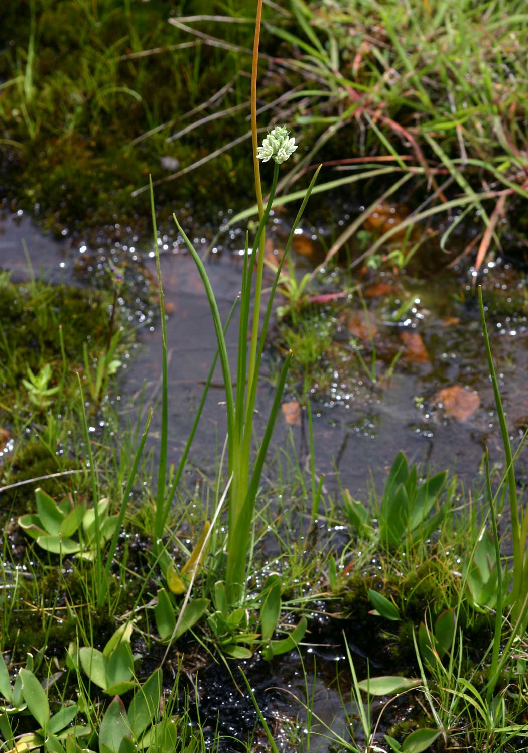 Ornithogalum tenuifolium subsp. tenuifolium