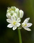 Ornithogalum tenuifolium subsp. tenuifolium