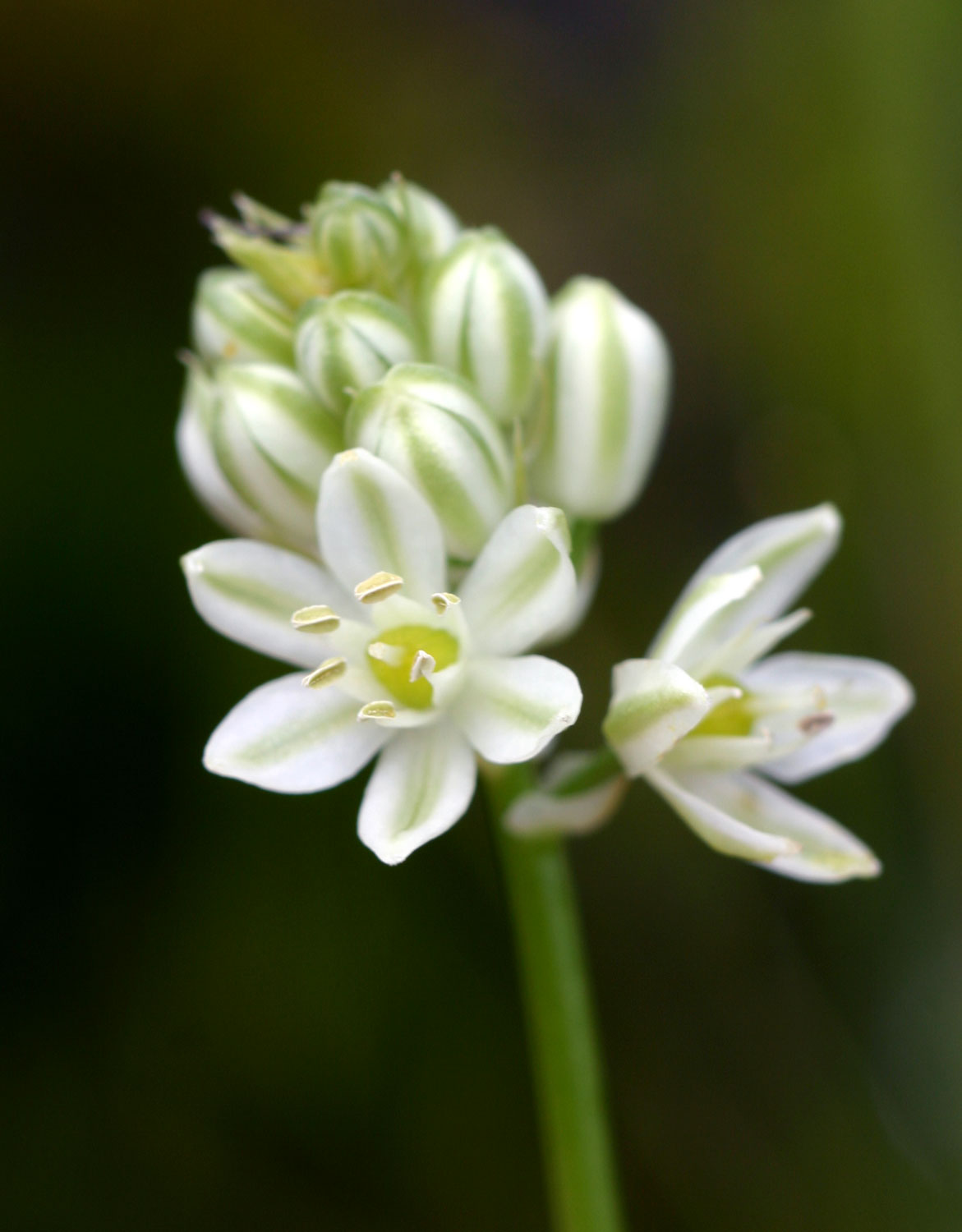 Ornithogalum tenuifolium subsp. tenuifolium