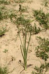 Ornithogalum tenuifolium subsp. tenuifolium