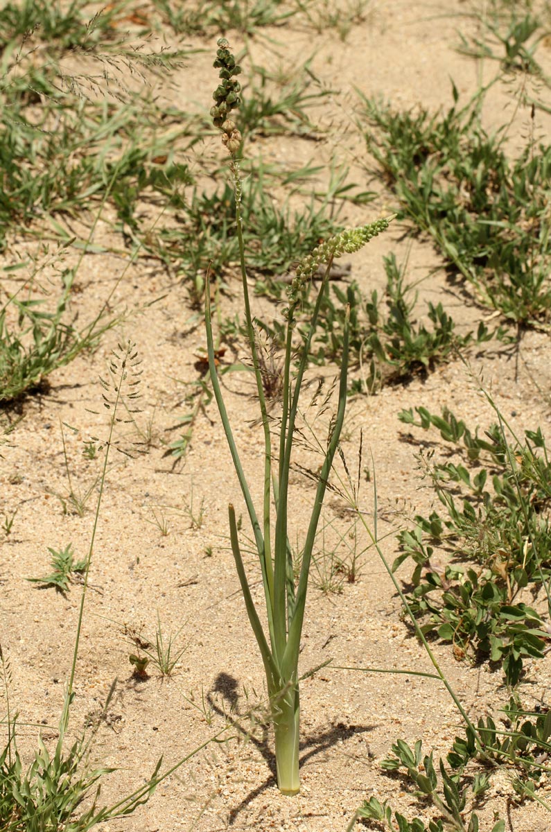 Ornithogalum tenuifolium subsp. tenuifolium