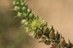 Ornithogalum tenuifolium subsp. tenuifolium