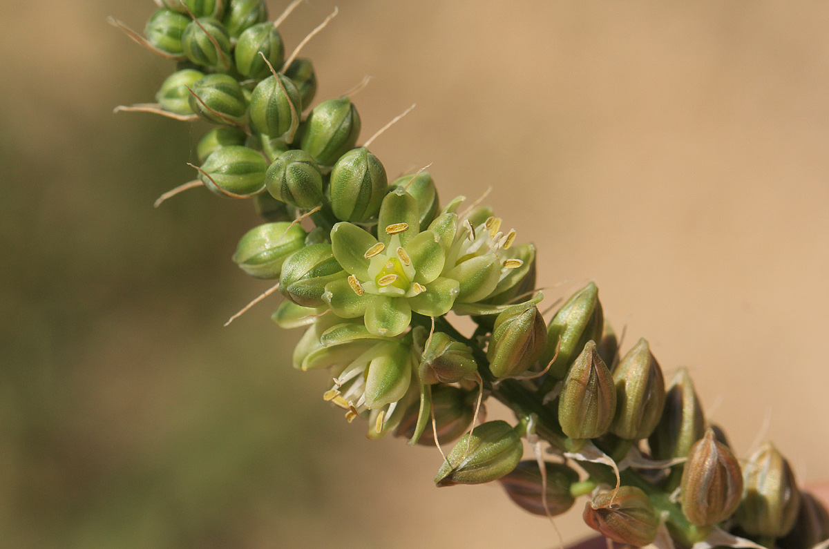 Ornithogalum tenuifolium subsp. tenuifolium