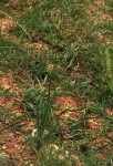 Ornithogalum tenuifolium subsp. tenuifolium