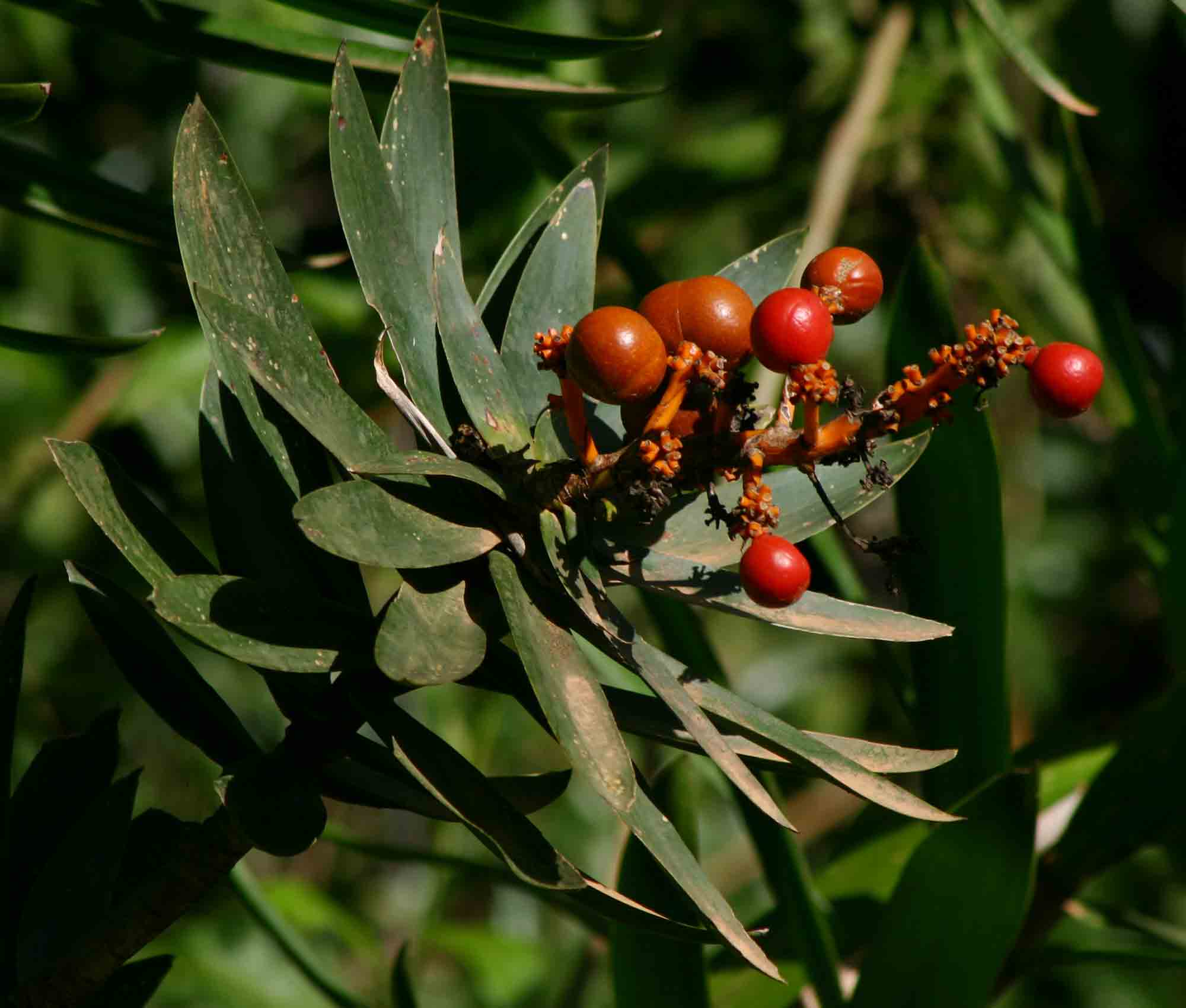 Dracaena mannii