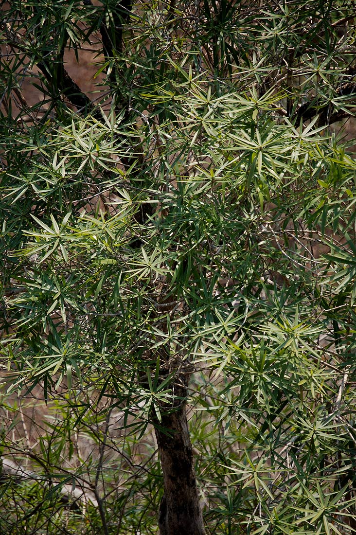 Dracaena mannii