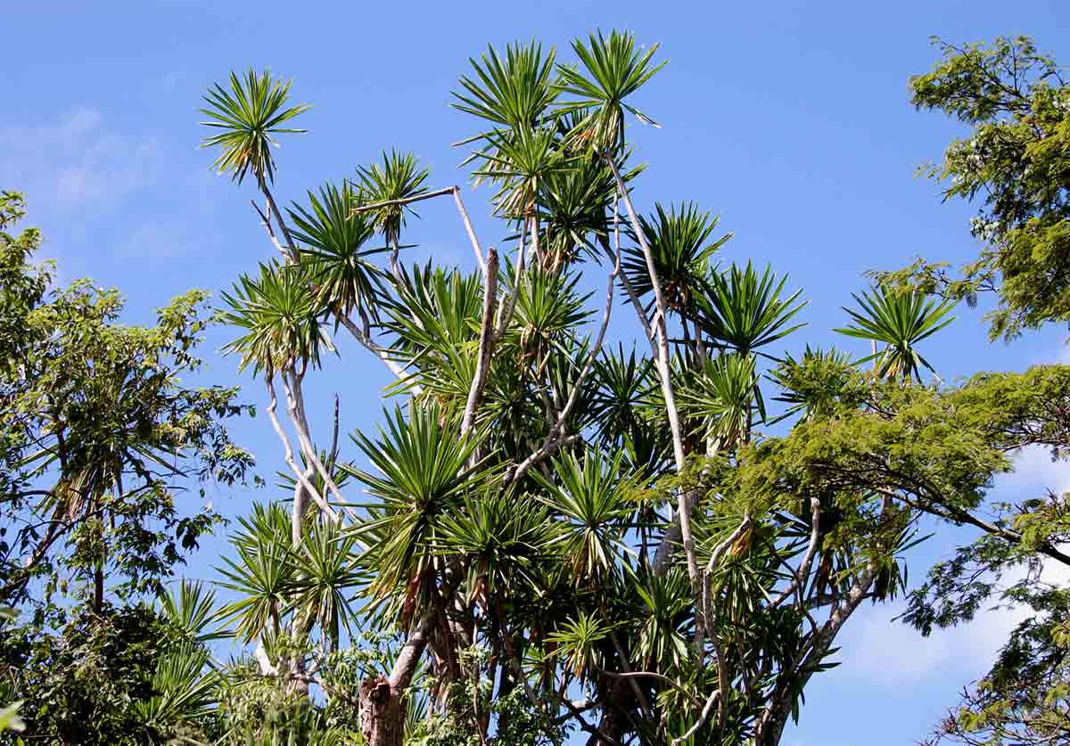 Dracaena steudneri