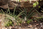 Sansevieria aethiopica