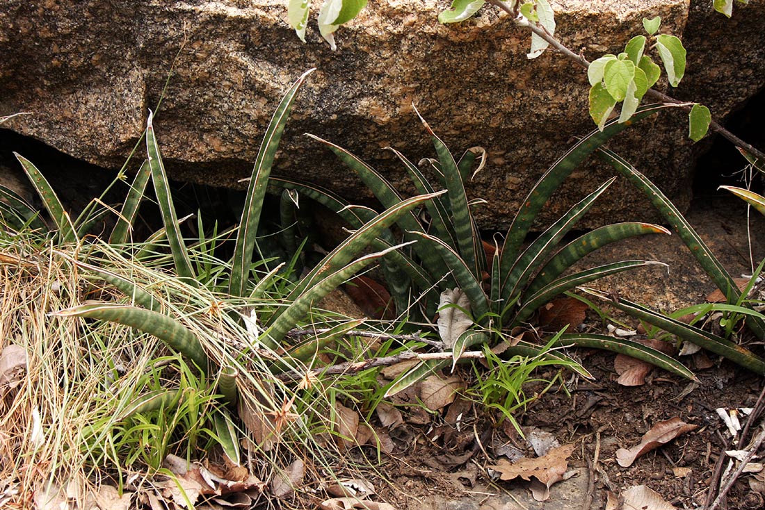 Sansevieria aethiopica