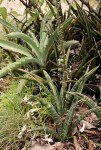 Sansevieria aethiopica