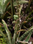 Sansevieria aethiopica