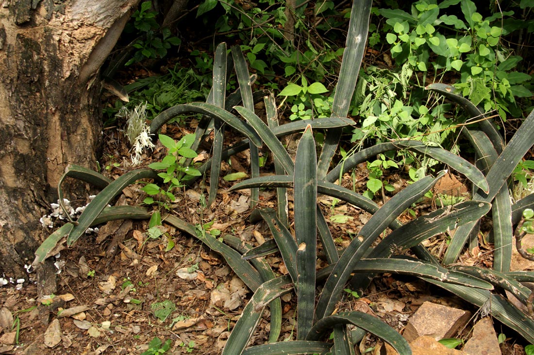 Sansevieria hallii