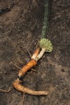 Sansevieria hallii