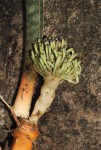 Sansevieria hallii