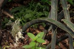 Sansevieria hallii