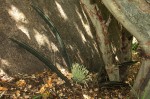 Sansevieria hallii