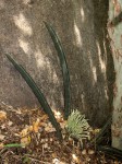 Sansevieria hallii