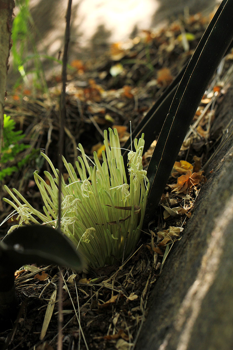 Sansevieria hallii