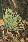 Sansevieria hallii