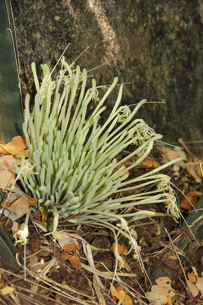 Sansevieria hallii