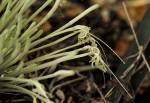 Sansevieria hallii