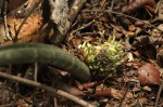 Sansevieria hallii