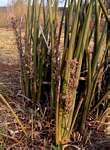 Sansevieria pearsonii