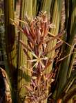 Sansevieria pearsonii