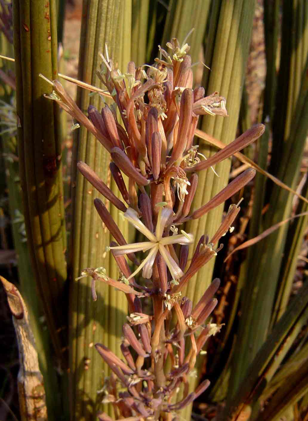 Sansevieria pearsonii