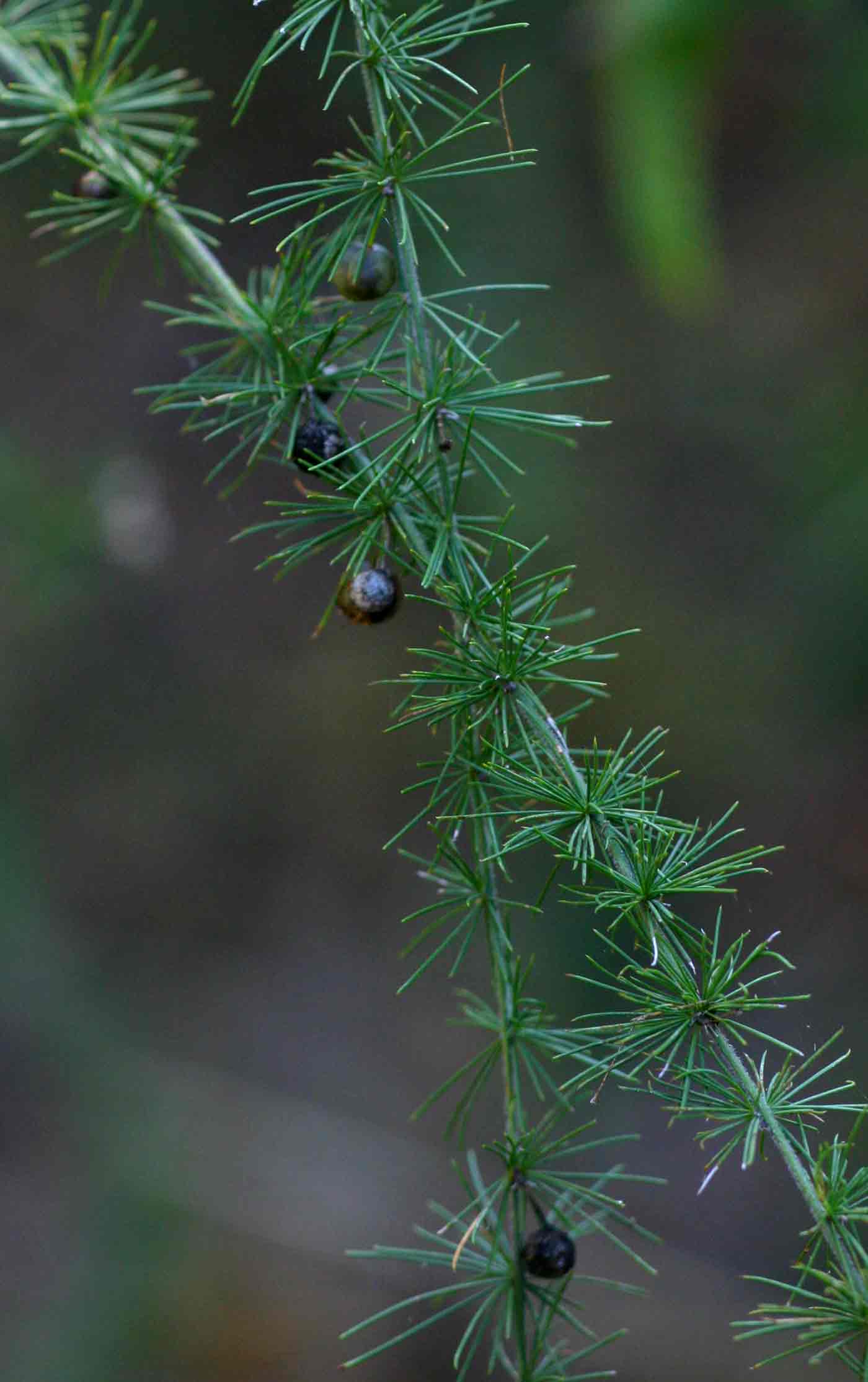Asparagus africanus var. africanus