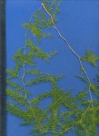 Asparagus africanus var. africanus