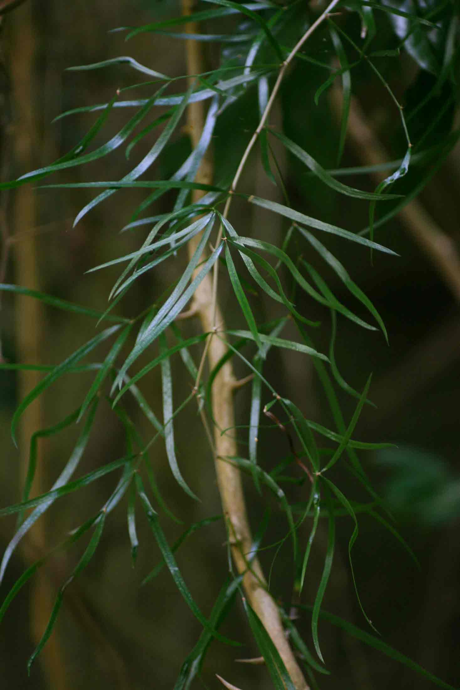 Asparagus falcatus var. falcatus